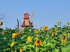 -杭州湾海上花田景区