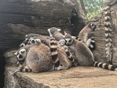 -秦皇岛野生动物园