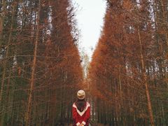 -桤木河湿地公园