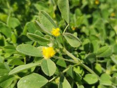 -汉长安城未央宫国家考古遗址公园