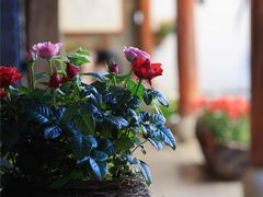 -寂照庵