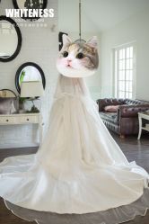 -纯色时光婚纱艺术馆WHITE