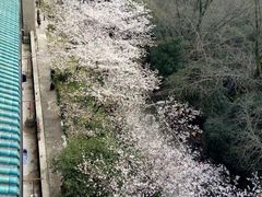 -武汉大学-樱园