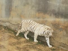 -无锡动物园·太湖欢乐园