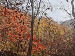-天女山森林公园