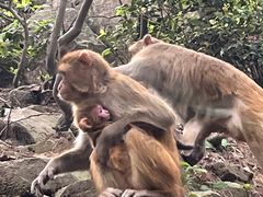 -黔灵山公园