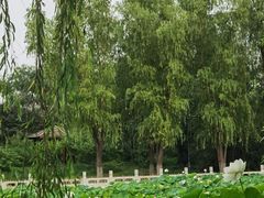 -莲花池公园