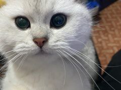 -佑安动物医院·全科·内窥镜中心(幸福巷店)