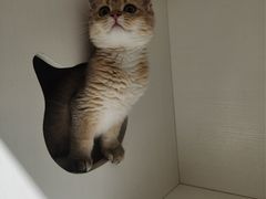 -东方名猫馆·英短金渐层布偶猫舍(环线广场1号楼店)