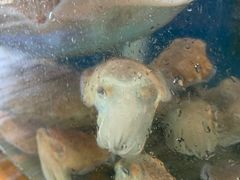 -蓝湾碧波·老字号·疍家非遗海上餐厅