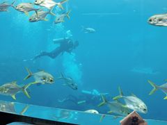 -瑞德姆美人鱼海底演艺主题餐厅(亚龙湾店)