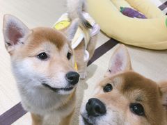 -逗柴咖啡屋·狗咖猫咖宠物桌游