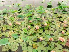 -荷塘月色湿地公园·向阳花洲
