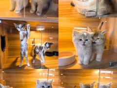 -猫十亿·布偶金渐层·曼基康矮脚猫舍(青年路店)