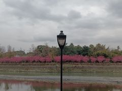 -望江楼公园