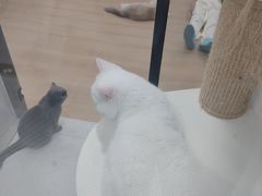 -1013 PET SHOP 宠物商店(近铁城市广场店)