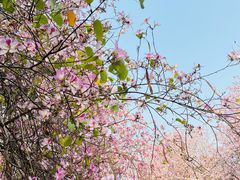 -广东花都湖国家湿地公园