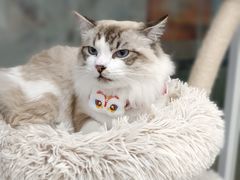 -爱洗澡的猫(天河路店)