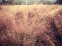 -艾溪湖湿地公园