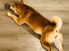 -浣熊柯尔鸭土拨鼠·电玩咖