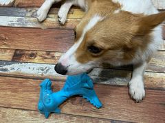 -酷豆宠物咖啡·宠物美食·撸猫馆