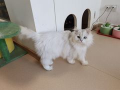 -猫在这儿猫咪咖啡馆·撸猫馆