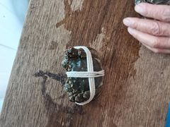 -阳澄湖大闸蟹·琼灵阁牌品牌连锁(吴中总店)
