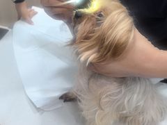 -申普宠物医院·眼科·心内科·影像科(普陀分院)
