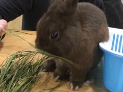 -藦茜花园宠物主题亲子互动体验馆(国顺东路店)