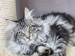 -十年猫舍·猫咪专门店(普陀店)