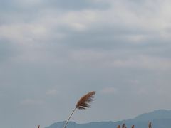 -野鸭湖国家湿地公园