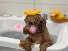 -帕帕拉兹宠物(亚洲旗舰店)