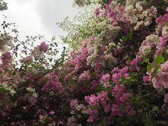 -深圳国际园林花卉博览园