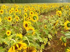 -汉长安城未央宫国家考古遗址公园