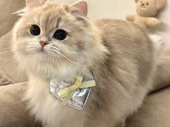 -翊宠yipet猫狗购宠庄园犬舍•猫舍