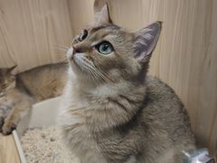 -屋虎猫馆(宝安大仟里店)
