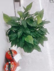 -悟空祛痘·诺奖技术专业店