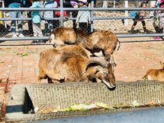 -长白岛森林公园