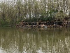 -合肥滨湖国家森林公园