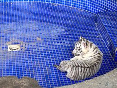 -秦皇岛野生动物园