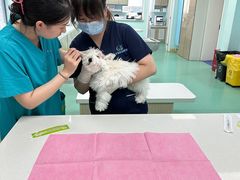 -北京观赏动物医院·24小时大型综合·猫专科·异宠专科
