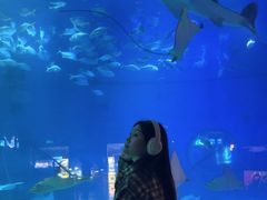 -烟台海昌鲸鲨海洋公园