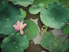 -大湾区中央湿地公园