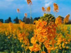 -中国天府农业博览园