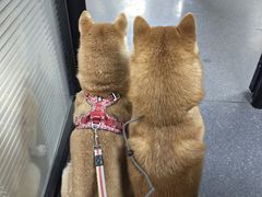 -伟伟宠物医院·CT影像中心·瑞派犬猫综合性门诊(汉口总院)