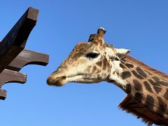 -济南野生动物世界