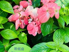 -云溪植物园
