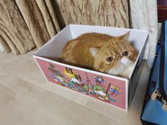 -谐和益家动物医院·免疫绝育·血液透析·宠保定点医院(高新伊藤分院)