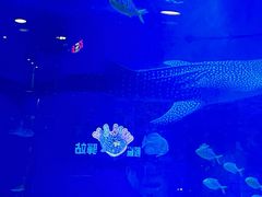 -烟台海昌鲸鲨海洋公园