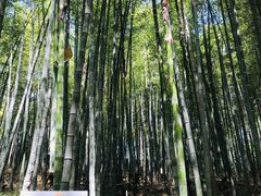 -善卷洞风景区